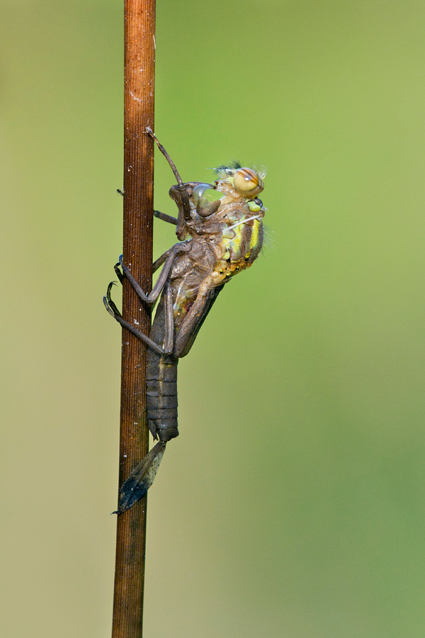 Emerging Large Red Damselfly 2